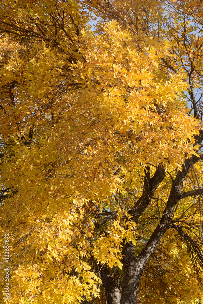 Close up of yellow autumn tree foliage and branches Close up of yellow autumn tree foliage and branches