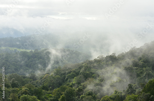 Morning fog in dense tropical rainforest at Khao Yai national park, Forest landscape at World Heritage