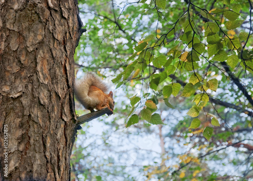 Squirrel (Sciurus vulgaris) © Евгений Кожевников