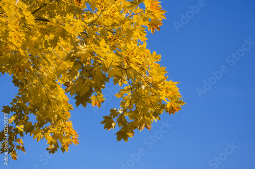 Autumn theme.Yellow maple leaves on a background of deep blue sky.