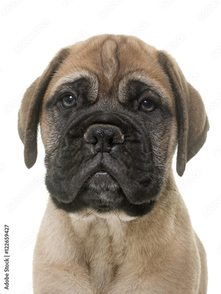 puppy bull mastiff