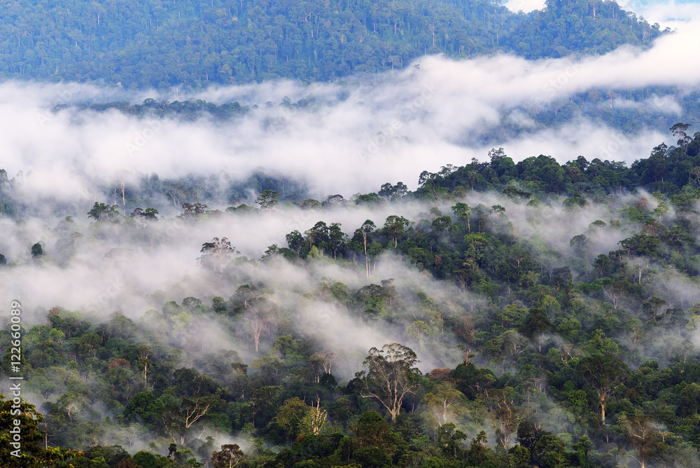 Fototapeta premium Mist and fogs over Danum Valley jungle in Sabah Borneo, Malaysia. Danum Valley Conservation Area is a 438 square kilometres tract of undisturbed lowland dipterocarp forest.
