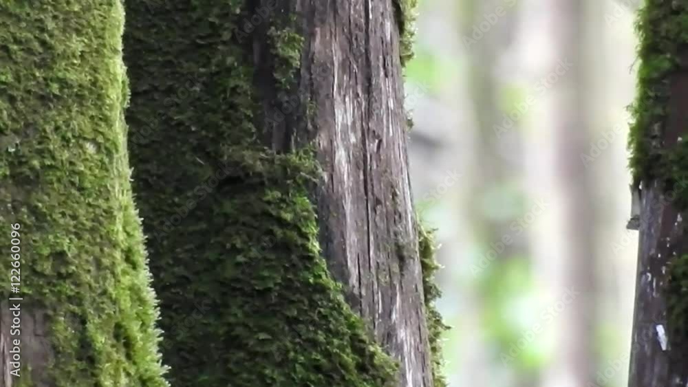 Mossy Trees In Forest Mossy Trees In Forest