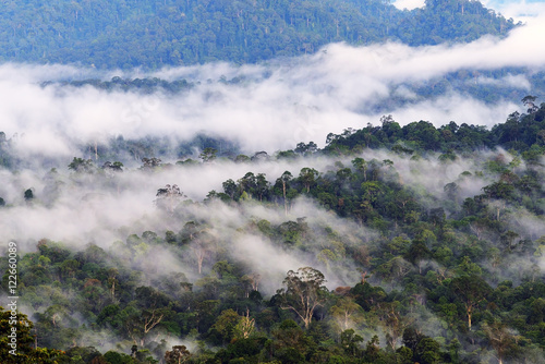 Mist and fogs over  Danum Valley jungle in Sabah Borneo, Malaysia. Danum Valley Conservation Area is a 438 square kilometres tract of undisturbed lowland dipterocarp forest. photo