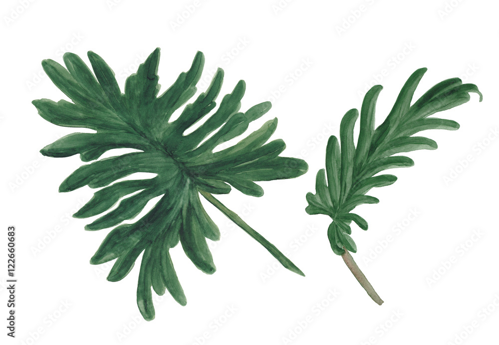 custom made wallpaper toronto digitaltropical Xanadu leaves Philodendron plant botanic watercolor painting on white background