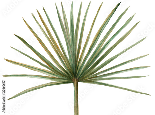 Watercolor green palm leaft isolated. Hand painted illustration