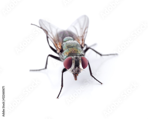 green fly isolated on white © akepong srichaichana