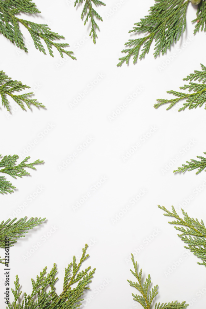 Frame with Japanese cypress evergreen leaves