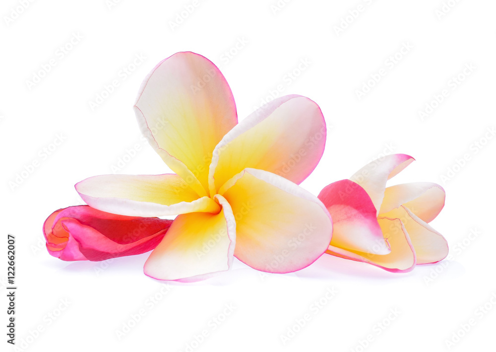 frangipani flower isolated on white background