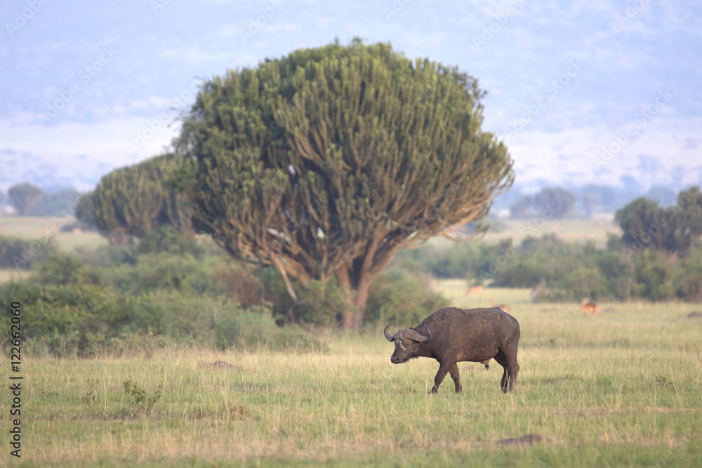 Obraz premium Portrait of african cape buffalo