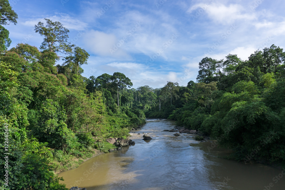 Fototapeta premium Segama river flanked by the undisturbed lowland dipterocarp forest in Danum Valley Conservation Area Sabah Borneo, Malaysia. Danum Valley one of the last undisturbed tropical rain forest in the world