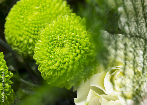 green chrysanthemum flower in soft focus