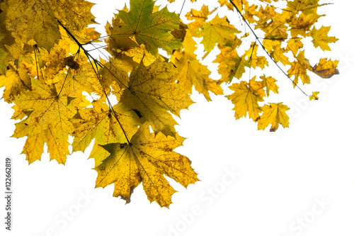 Branch of yellow autumn maple leaves isolated on white background