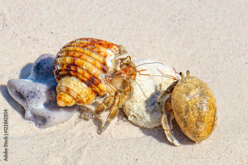 Two Hermit Crabs in a screw shell on white sand of Koh Similan Island in Similan National park, Phang Nga, Thailand. Selective focus