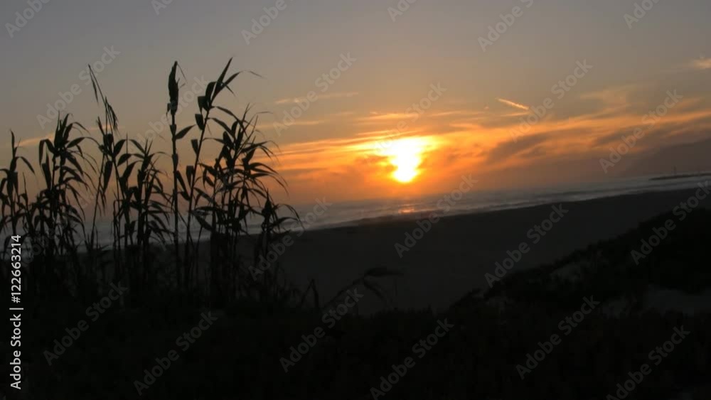 A wide shot of plant silhouettes at the beach. Sunset. HD 1080p. 30fps. A wide shot of plant silhouettes at the beach. Sunset. HD 1080p. 30fps.