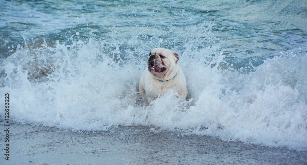 White Bulldog Splashes In The Sea As Ocean Waves Crash