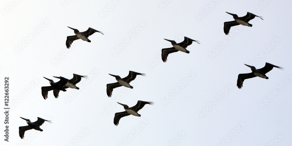 Fototapeta premium Close Up silhouette of birds flying high in the air