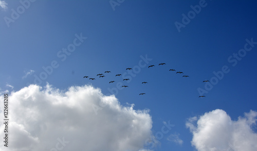 Birds Fly Over a Big White Cloud In A Bright Blue Sky