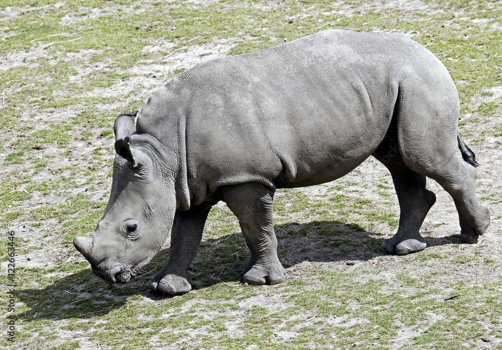 Naklejka premium African rhinoceros. Latin name - Diceros bicornis