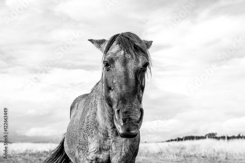 Horse 3
