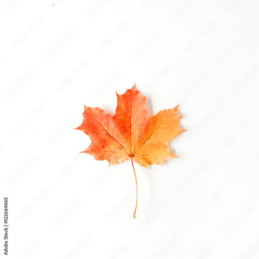 red autumn maple leaf isolated on white background. flat lay, top view red autumn maple leaf isolated on white background. flat lay, top view