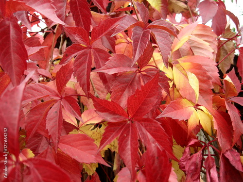 Colorful leaves of ornamental grapes in autumn day.