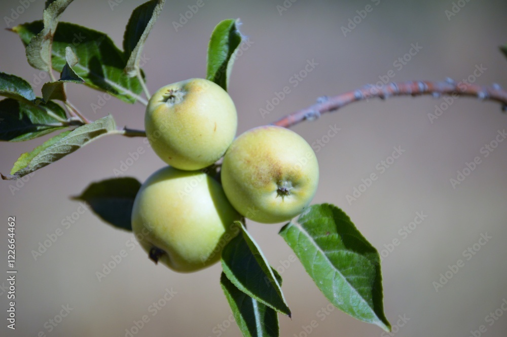 Obraz premium Pequeñas y dulces