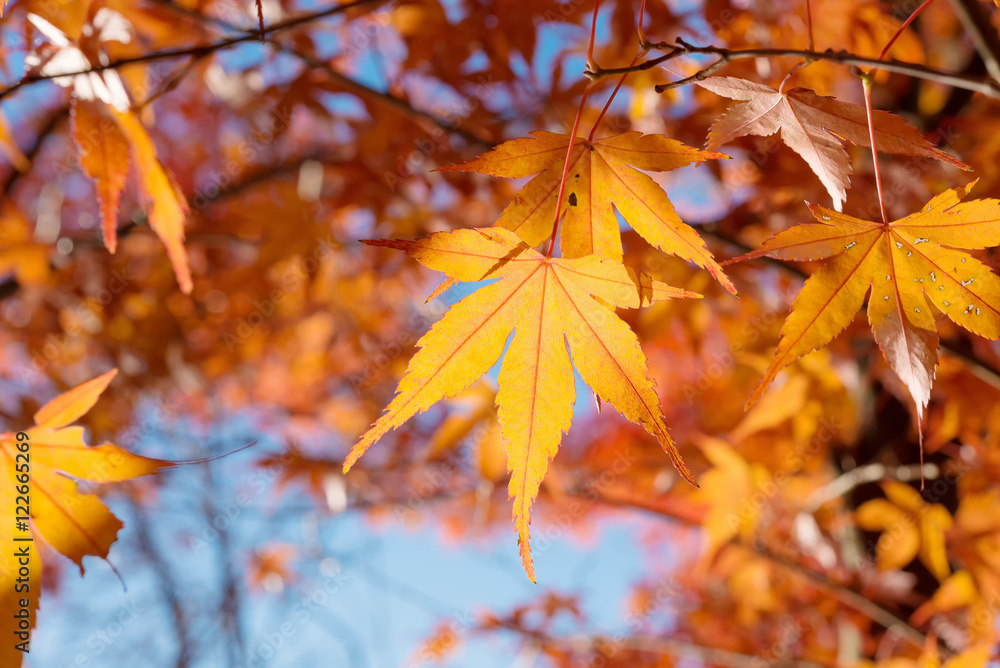 Maple leaves change color in autumn