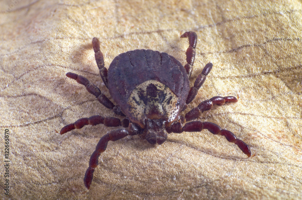 Tick on dry leaf Tick on dry leaf