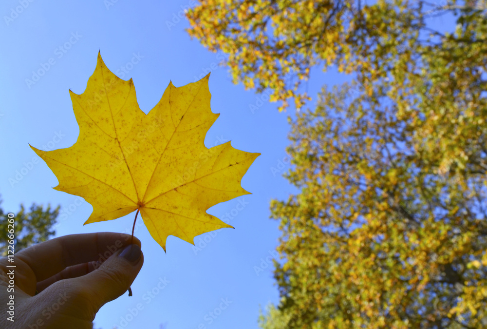 Fall maple leaf in women hand on a blue sky and autumn trees background.Hand holding yellow maple leaf.Autumn concept.Selective focus.