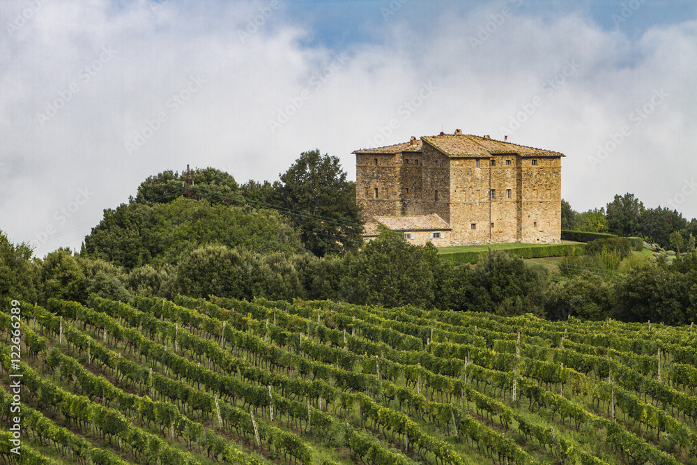 Vineyard near Montalcino, Italy