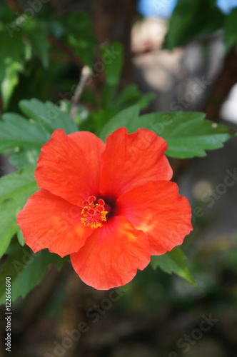 Fototapeta Naklejka Na Ścianę i Meble -  Hibiscus red flower
