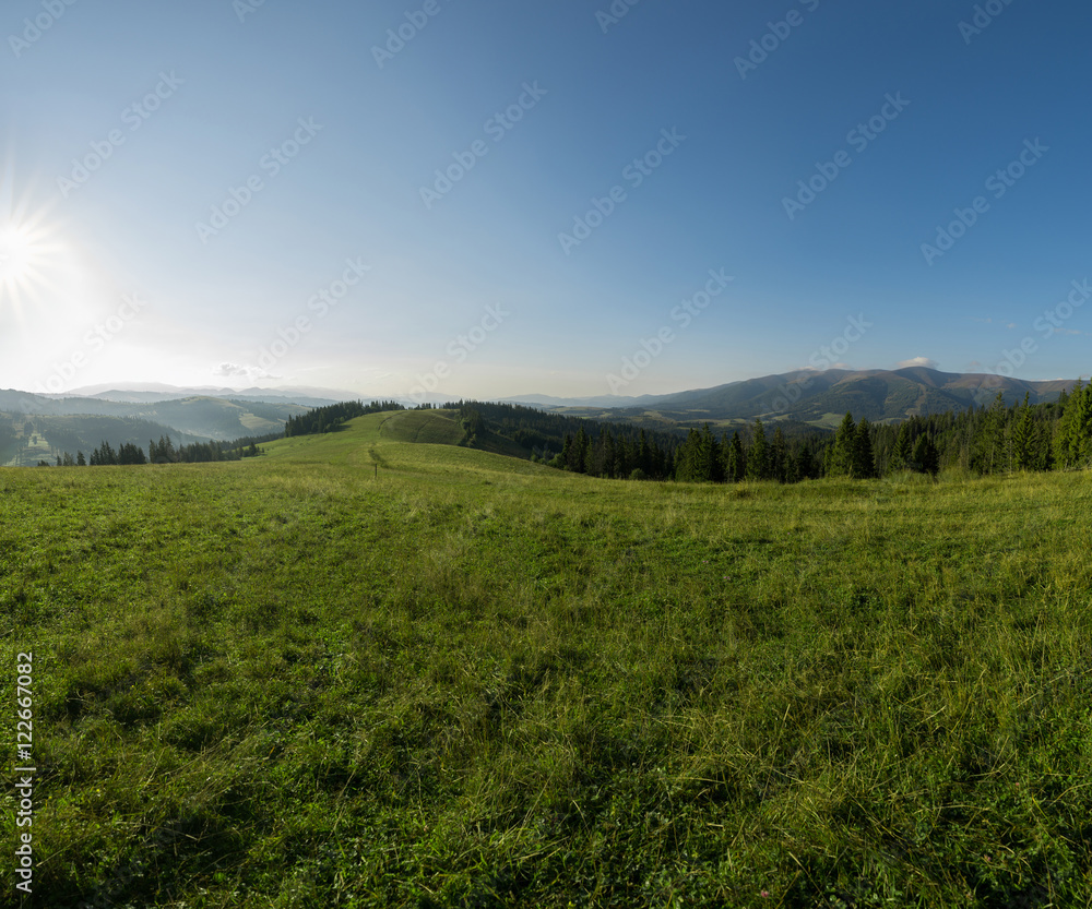 Mountain meadow with green grass, trails and forest