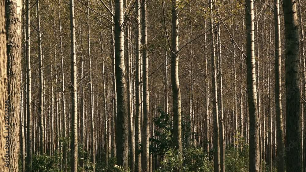 Tall autumn trees in deciduous forest with sunlight beaming through branches and yellow leaves Tall autumn trees in deciduous forest with sunlight beaming through branches and yellow leaves