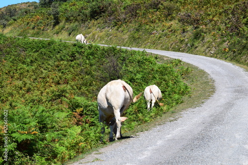 humour vache 
