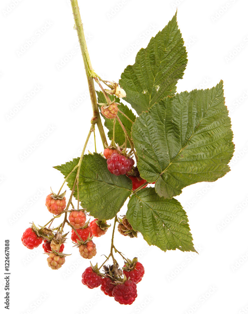 raspberries on a branch with leaves. on a white background raspberries on a branch with leaves. on a white background
