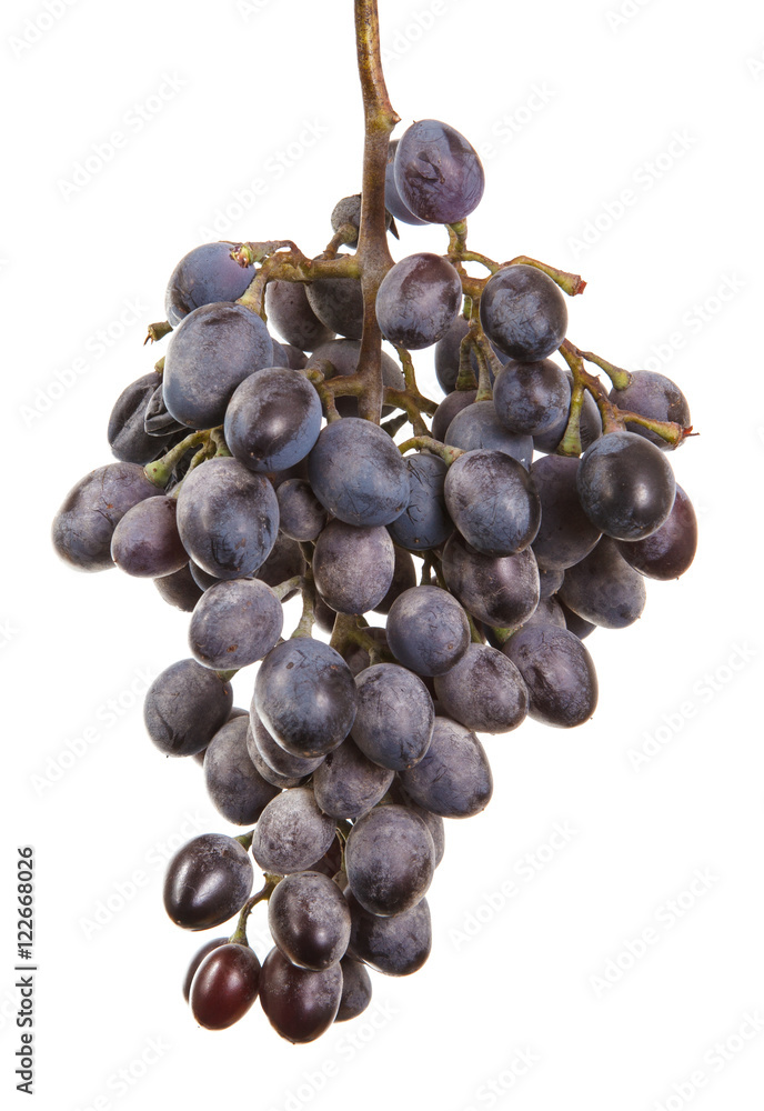 Fototapeta premium dark blue grapes. Bunch isolated on white background