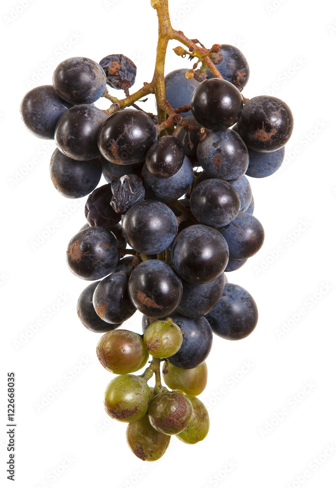 dark blue grapes. Bunch isolated on white background dark blue grapes. Bunch isolated on white background