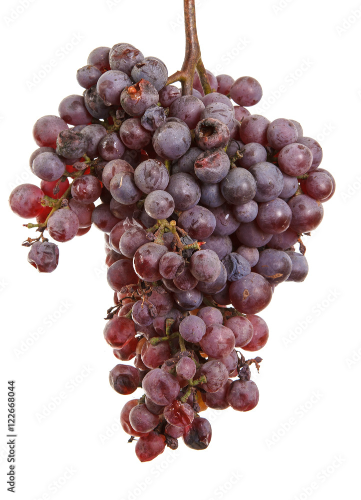 bunch of over-ripe grapes isolated on white background bunch of over-ripe grapes isolated on white background