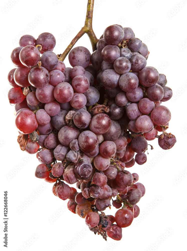 bunch of over-ripe grapes isolated on white background bunch of over-ripe grapes isolated on white background
