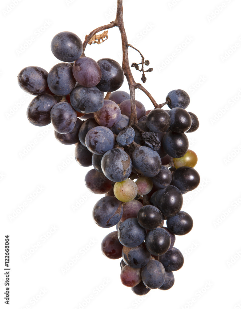 dark blue grapes. Bunch isolated on white background
