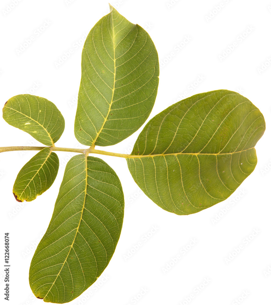 Obraz premium branch of walnut isolated on white background