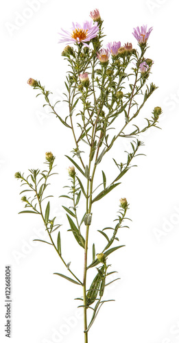 part of the bush with flowers isolated on white background