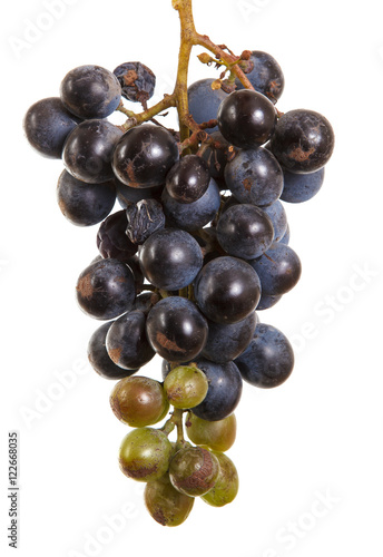 dark blue grapes. Bunch isolated on white background