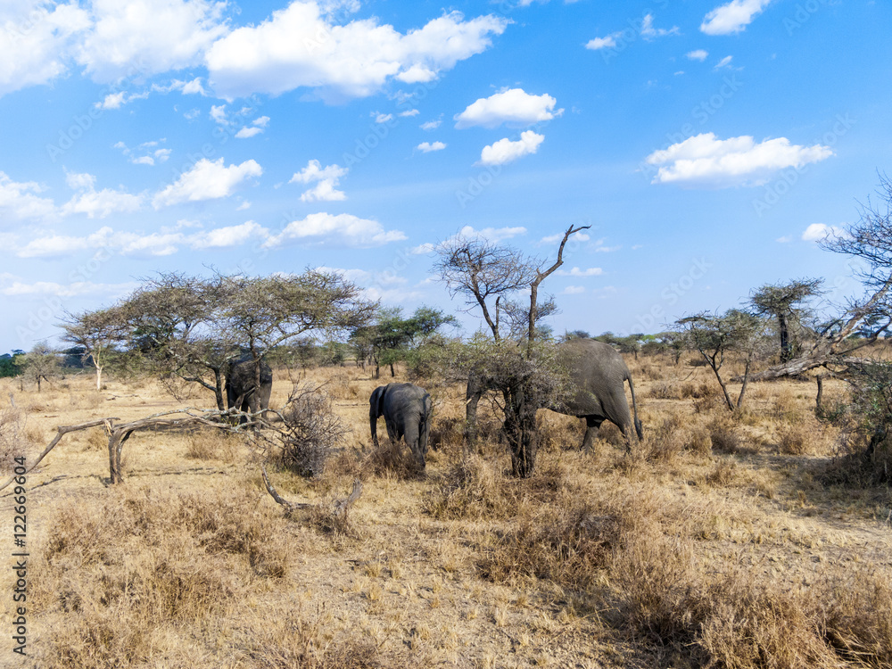 elephants look for food at the trees in the serengeti elephants look for food at the trees in the serengeti