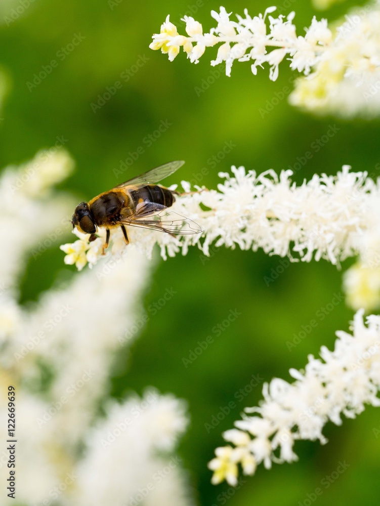 small bee sits on the white sweet-smelling flowers, collecting pollen, pollinating plants. small bee sits on the white sweet-smelling flowers, collecting pollen, pollinating plants.