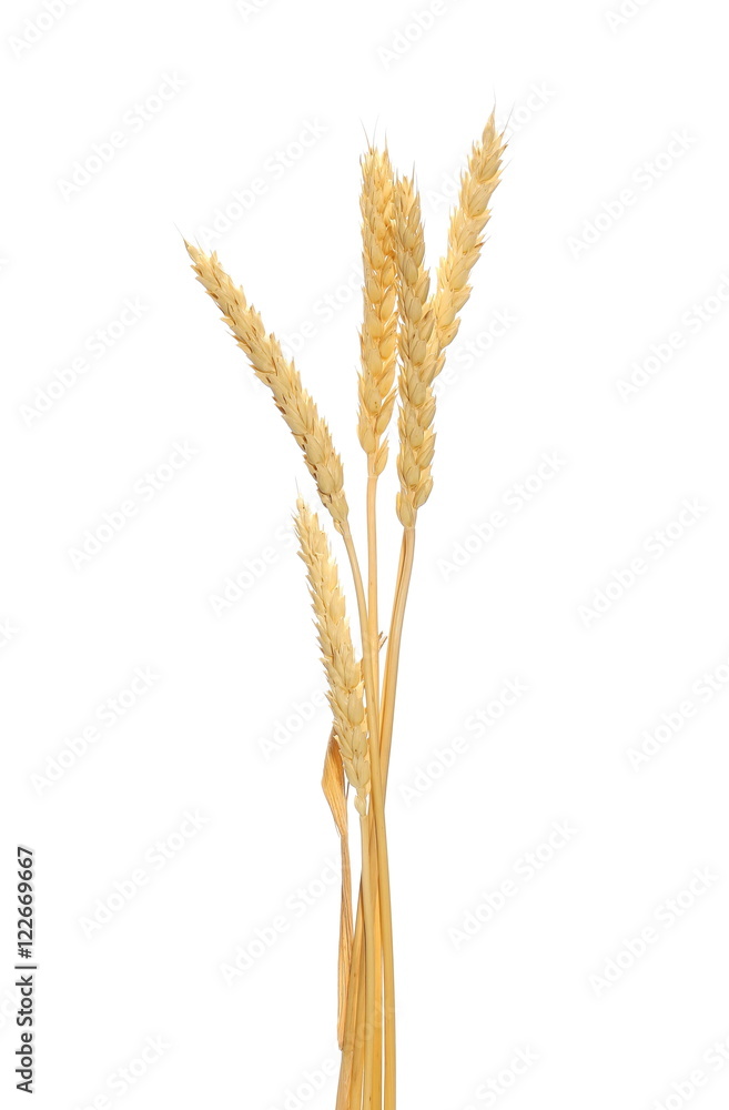 wheat grain isolated on white background, with clipping path wheat grain isolated on white background, with clipping path