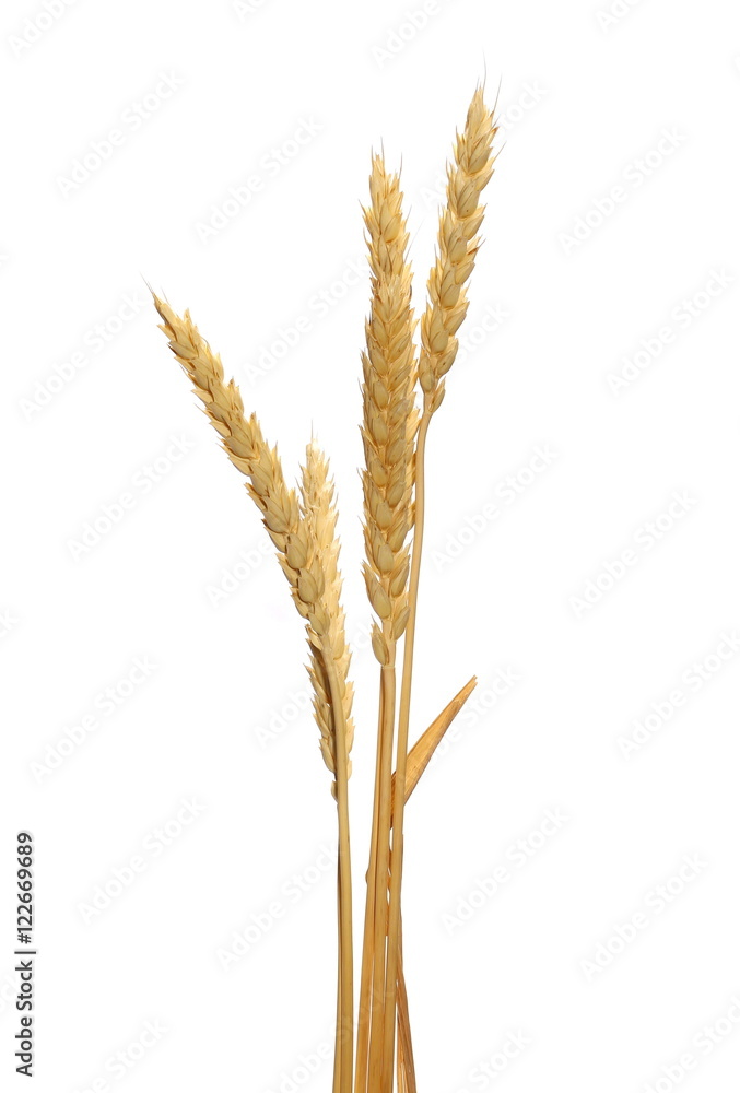 wheat grain isolated on white background, with clipping path wheat grain isolated on white background, with clipping path
