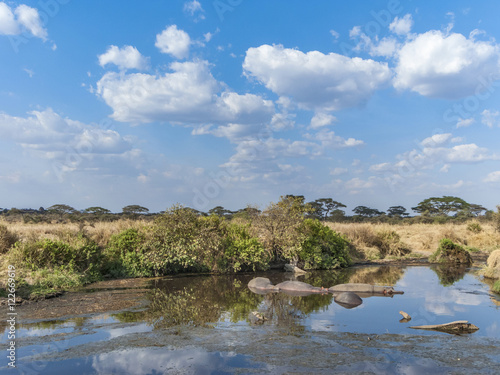 hippos have a rest in the water hole