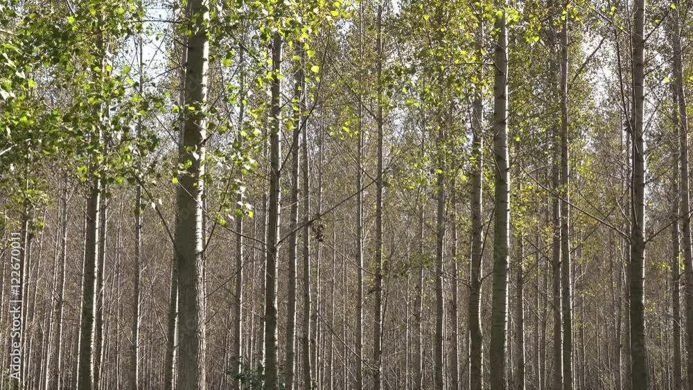 Tall autumn trees in deciduous forest with sunlight beaming through branches and yellow leaves Tall autumn trees in deciduous forest with sunlight beaming through branches and yellow leaves